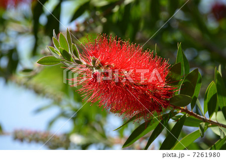 ブラシノキ 7261980