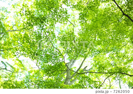 青モミジ 青モミジ 7262050