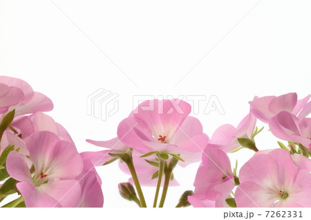 優しいゼラニウムの花びらの背景 7262331