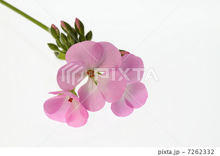 ゼラニウムの花と蕾 7262332