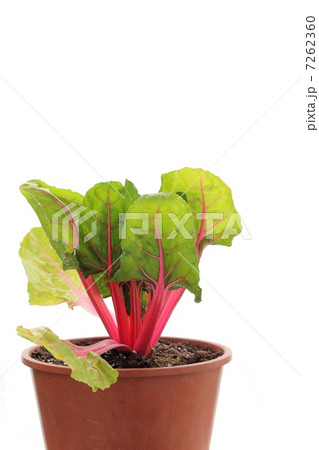 鉢植えのスイスチャード 7262360