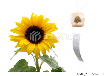 ヒマワリと風鈴 7262363