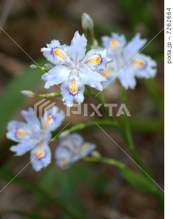 木漏れ日のシャガ 7262664