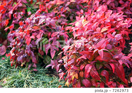 オタフクナンテン 紅葉 の写真素材
