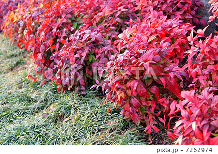 オタフクナンテン 紅葉 の写真素材