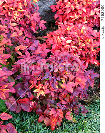 オタフクナンテン（紅葉） 7262986