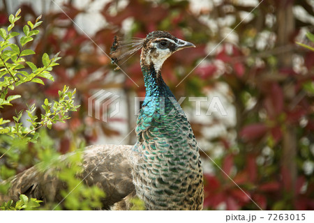 クジャク 7263015