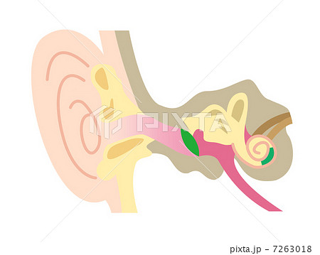 耳の内部構造のイラスト素材
