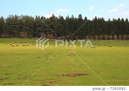 小岩井農場 7263083