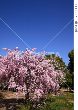 桜と青空 7263115