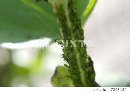 ソラマメヒゲナガアブラムシ 7263122