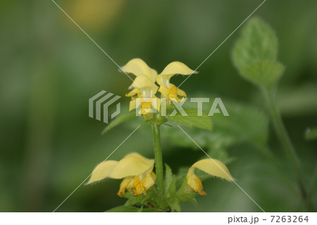 蔓踊り子草　ツルオドリコソウ　Lamium galeobdolon 7263264