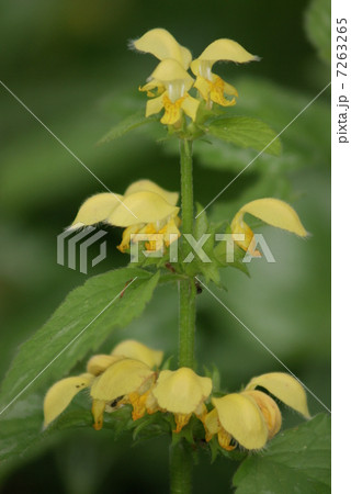 蔓踊り子草　ツルオドリコソウ　Lamium galeobdolon 7263265