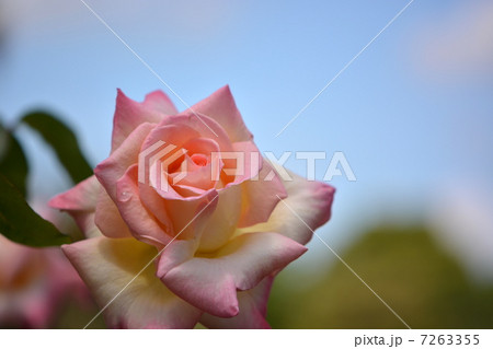 ダイアナプリンセスオブウェールズ 7263355