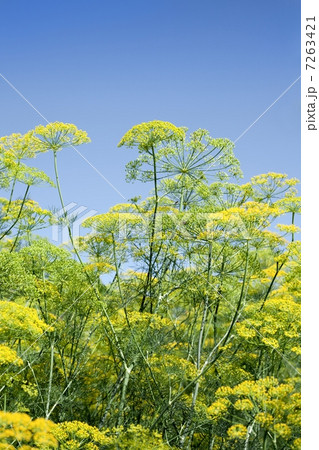 Green dill, blue sky Green dill, blue sky 7263421