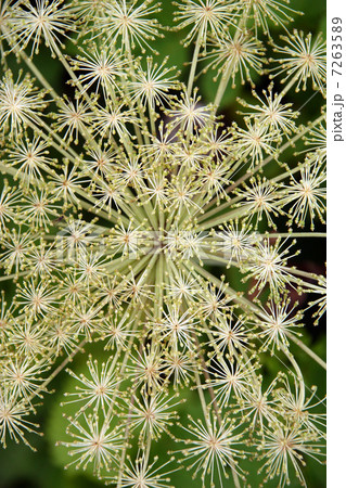 シシウド 7263589