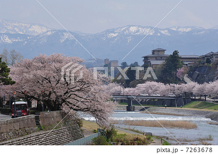 金沢　犀川の桜 7263678