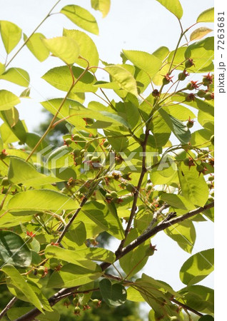 ジューンベリーの若い果実 7263681