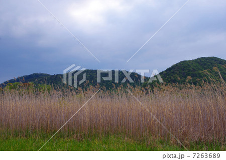 水郷に広がるヨシ原 水郷に広がるヨシ原 7263689