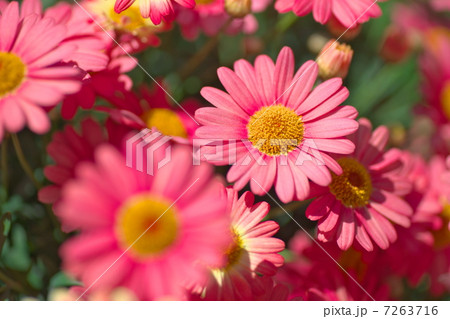 マーガレット マーガレット 7263716