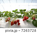 いちご 1 いちご 1 7263728