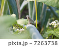 そばの花とカエル 7263738