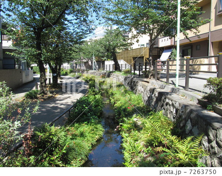 世田谷区の北沢川緑道 7263750