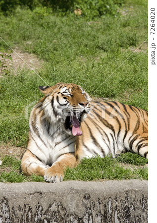 アムールトラ アムールトラ 7264020