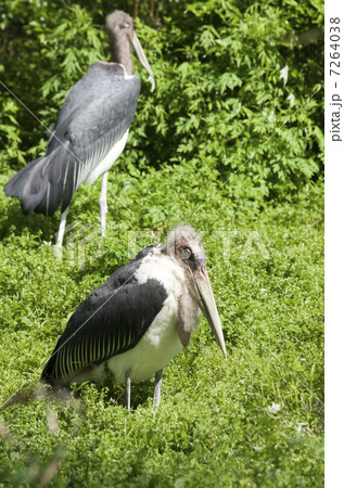 アフリカハゲコウ 7264038