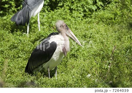 アフリカハゲコウ 7264039