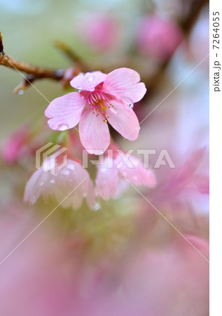 雅桜 7264055