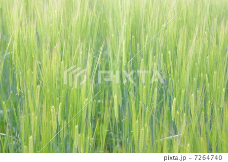 薫風の麦畑 7264740