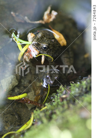 ツチガエル ツチガエル 7264843