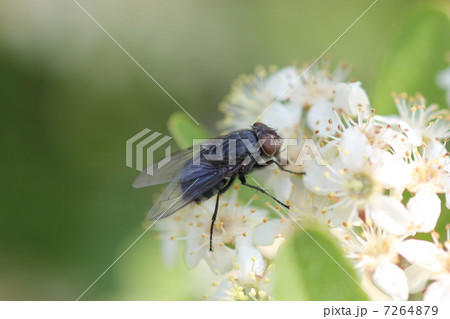 ハエも蜜吸うの？（クロバエとピラカンサの花）０１ 7264879