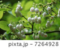 ブルーベリーの花 7264928