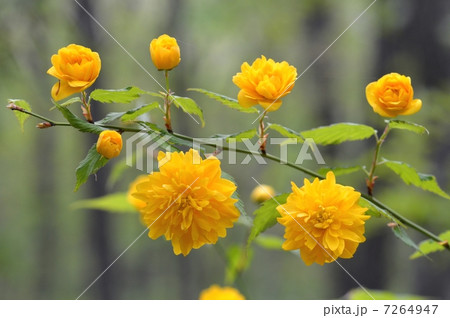 八重咲きのヤマブキ 八重咲きのヤマブキ 7264947