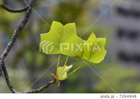 百合の木の若葉 7264948