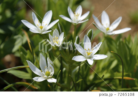 オオアマナ(大甘菜) オオアマナ(大甘菜) 7265108