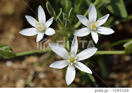 オオアマナ(大甘菜) オオアマナ(大甘菜) 7265109