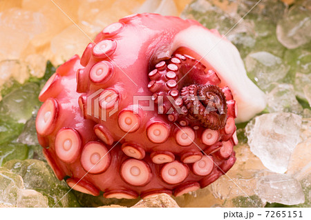 真蛸 真蛸 7265151