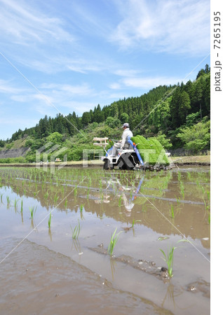 田植え 田植え 7265195