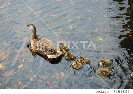 カルガモ 6 カルガモ 6 7265335