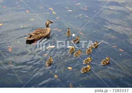 カルガモ 8 7265337