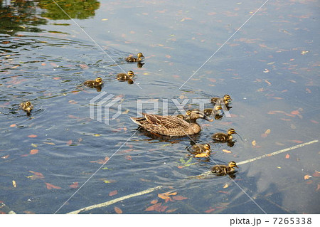 カルガモ 9 7265338