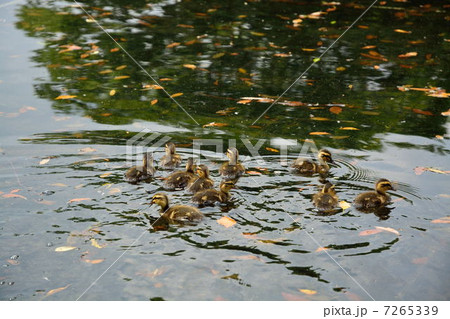 カルガモ 10 カルガモ 10 7265339