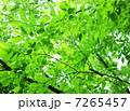 木漏れ日の風景 7265457