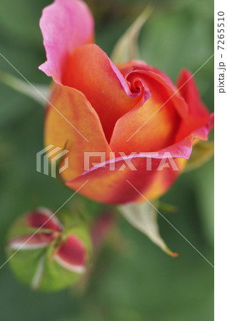 薔薇　オータム 7265510