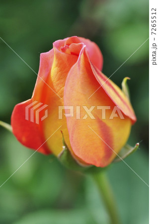 薔薇　オータム 7265512