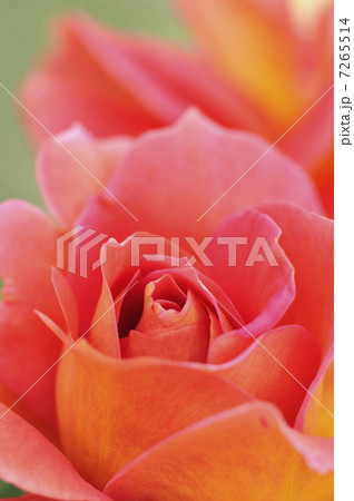 薔薇　オータム 7265514