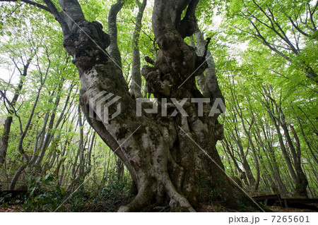 鳥海山麓　あがりこ大王 7265601
